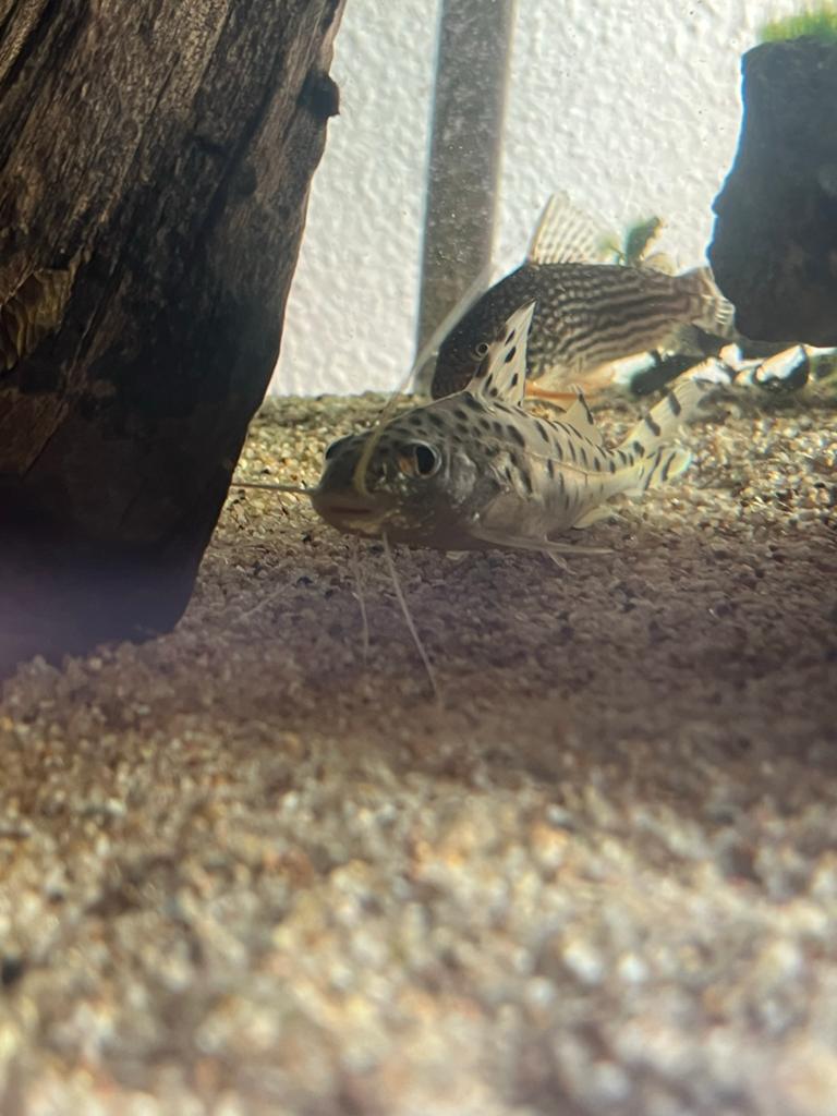 pimelodus pictus 3 stuks, Vis