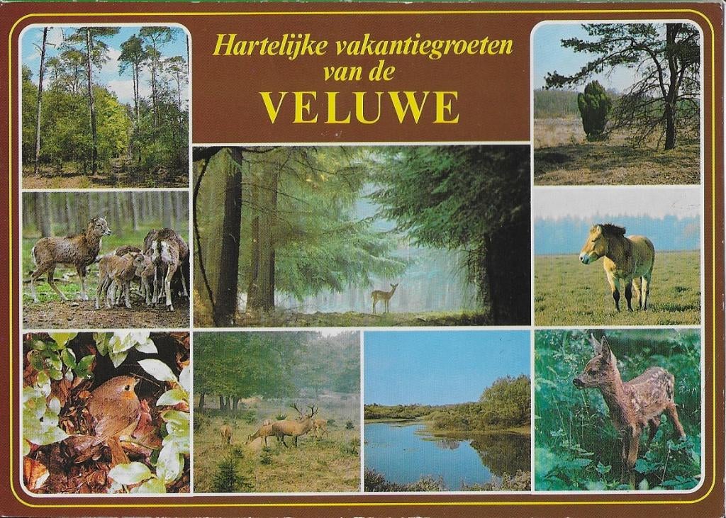 De veluwe ansichtkaart ( a698 ) gelopen, Ophalen of Verzenden, 1980 tot heden, Gelopen, Gelderland