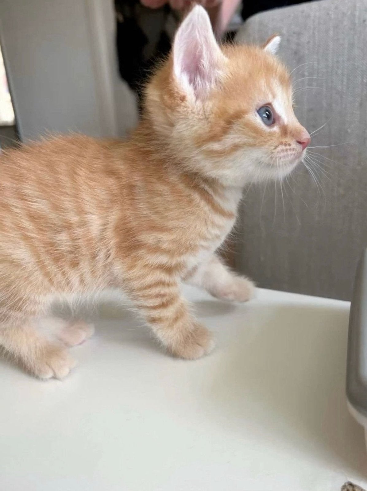 Gezocht: Lief kitten, Ophalen of Verzenden