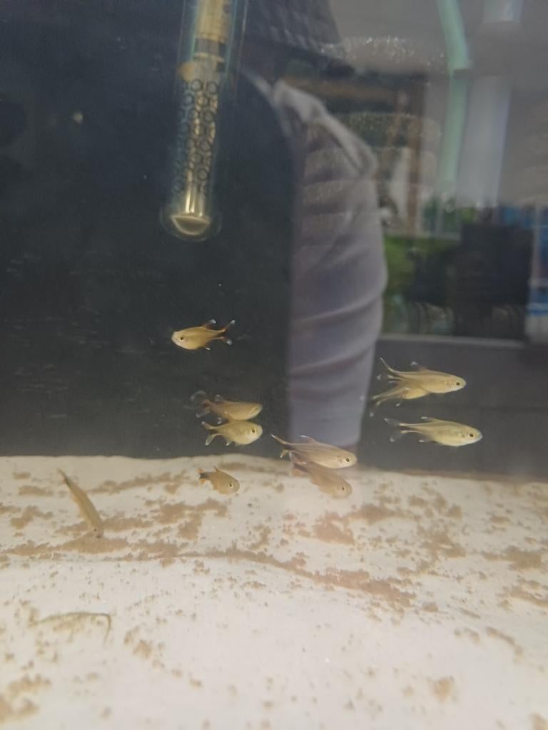 Koperzalm, Karper of Koi