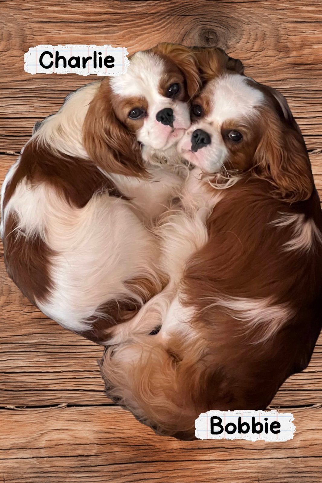 Cavalier-kingcharlesspaniël Bobbie & Charlie, Reu, 1 tot 2 jaar, Meerdere, Nederland