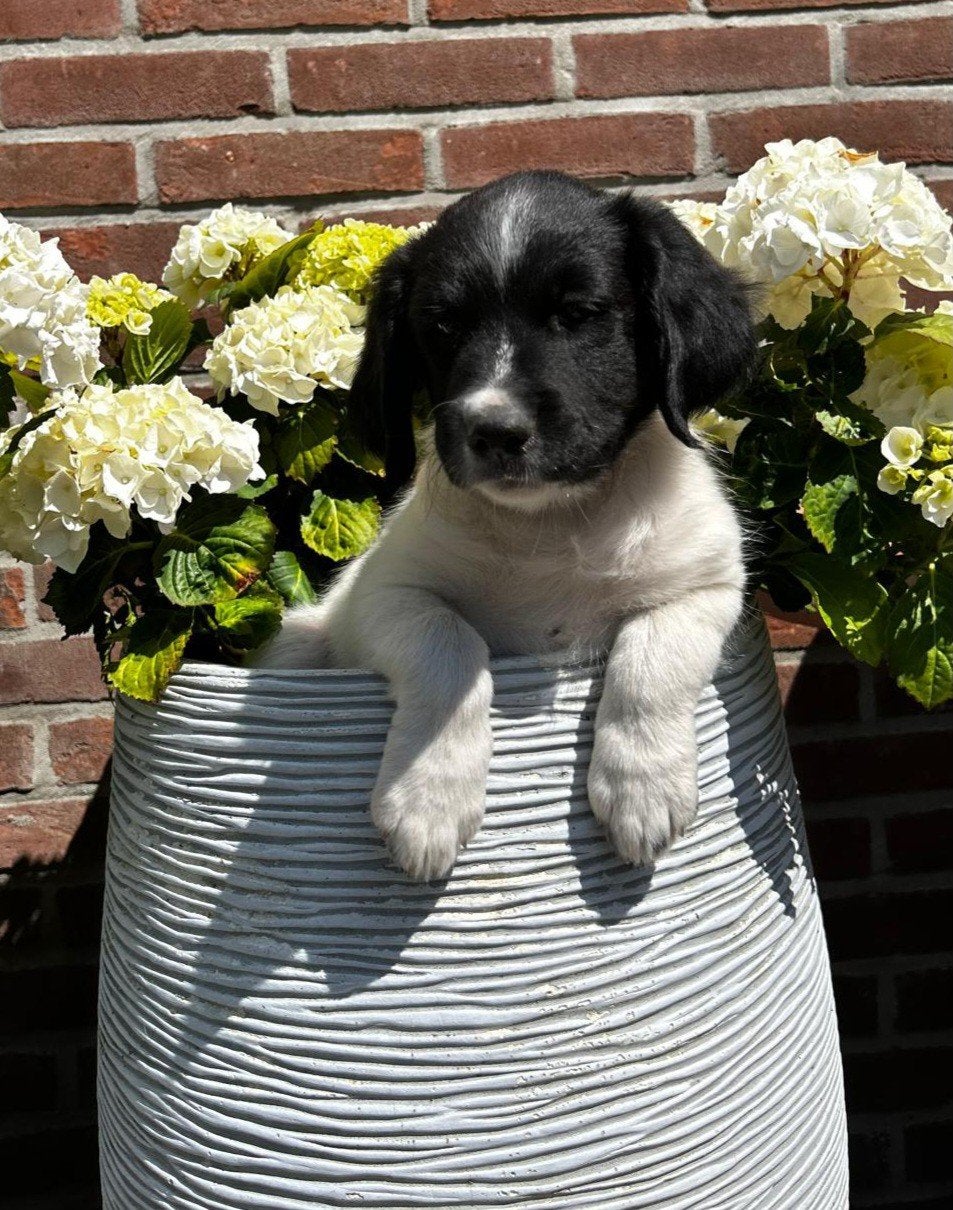 Lieve Sociale Friese Stabij pups reu mogen het nest verlaten, Parvo, 8 tot 15 weken, Meerdere, Nederland