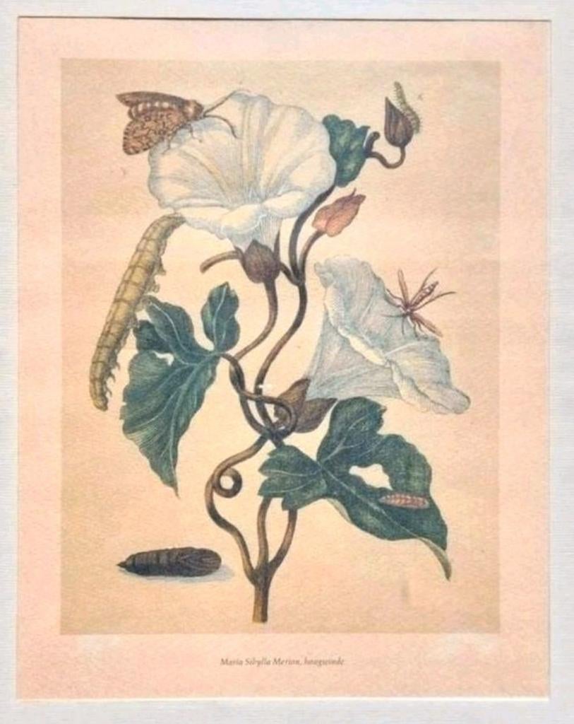 Art print ... Maria Sibylla Merian ...

De haagwinde., Ophalen of Verzenden