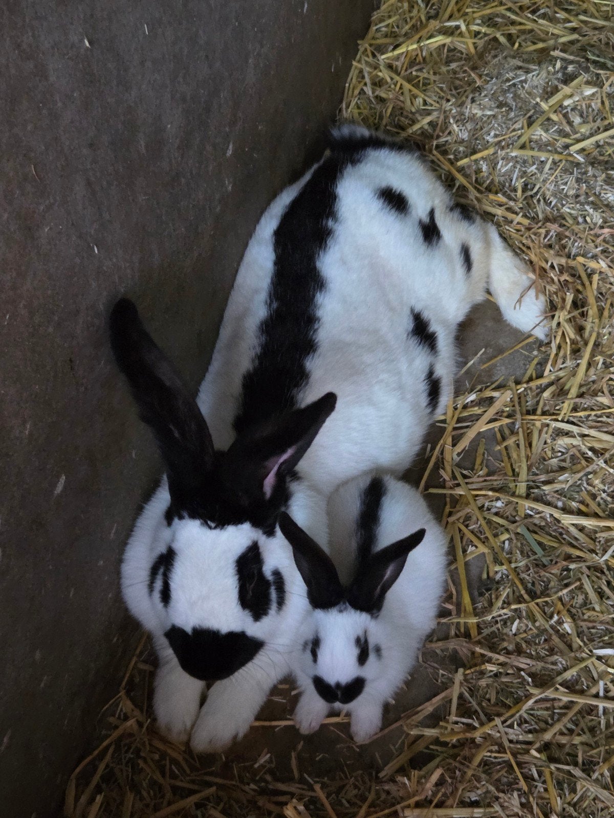 Grote lotharinger, Dieren en Toebehoren, Konijnen, Meerdere dieren, Groot, 0 tot 2 jaar