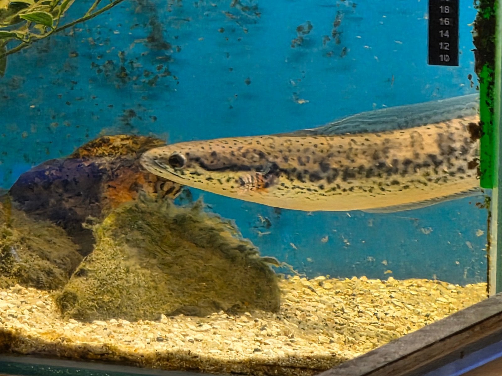 channa diplogramma, Dieren en Toebehoren, Vis, Zoetwatervis