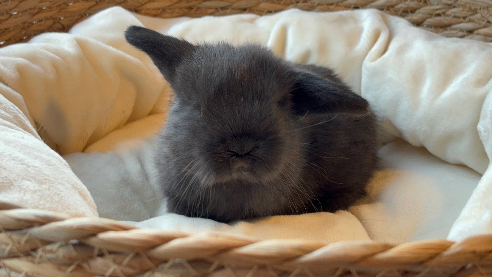 Super lieve raszuivere minilop ram, Dieren en Toebehoren, Konijnen, Mannelijk, Dwerg, Hangoor, 0 tot 2 jaar