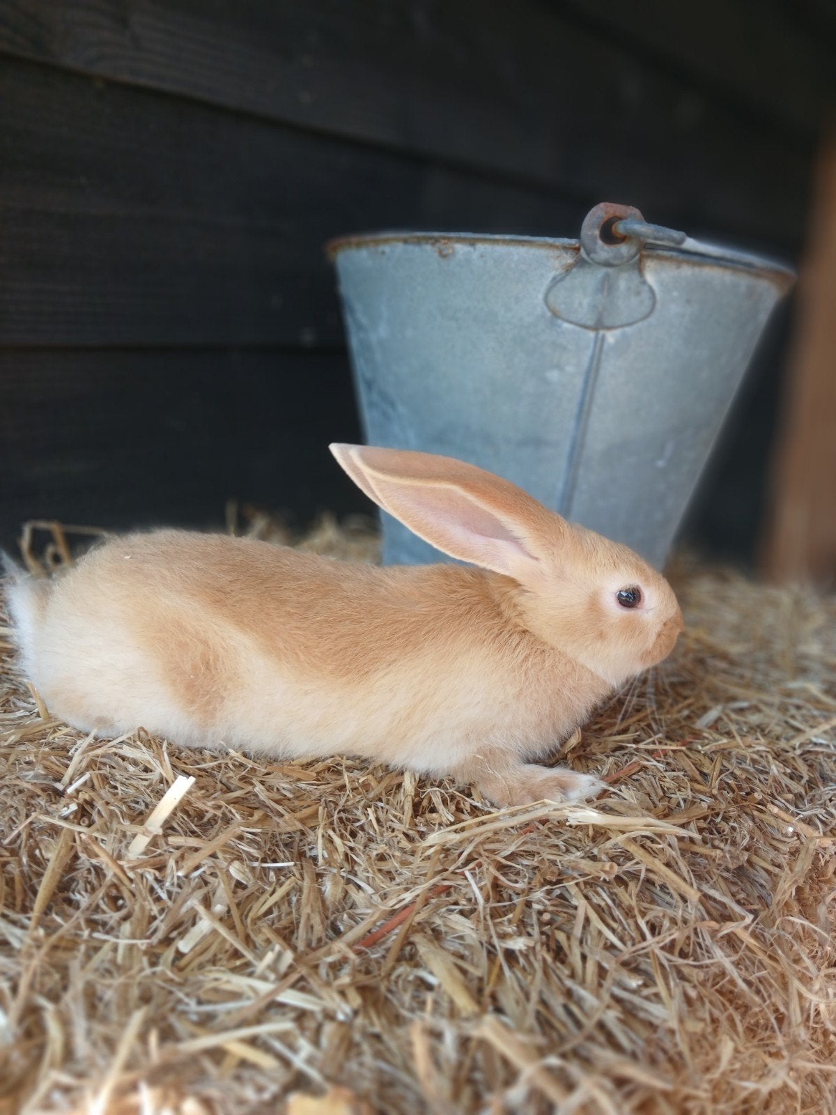 3 vlaamse reuzen, Dieren en Toebehoren, Konijnen, Geslacht onbekend, Groot, 0 tot 2 jaar
