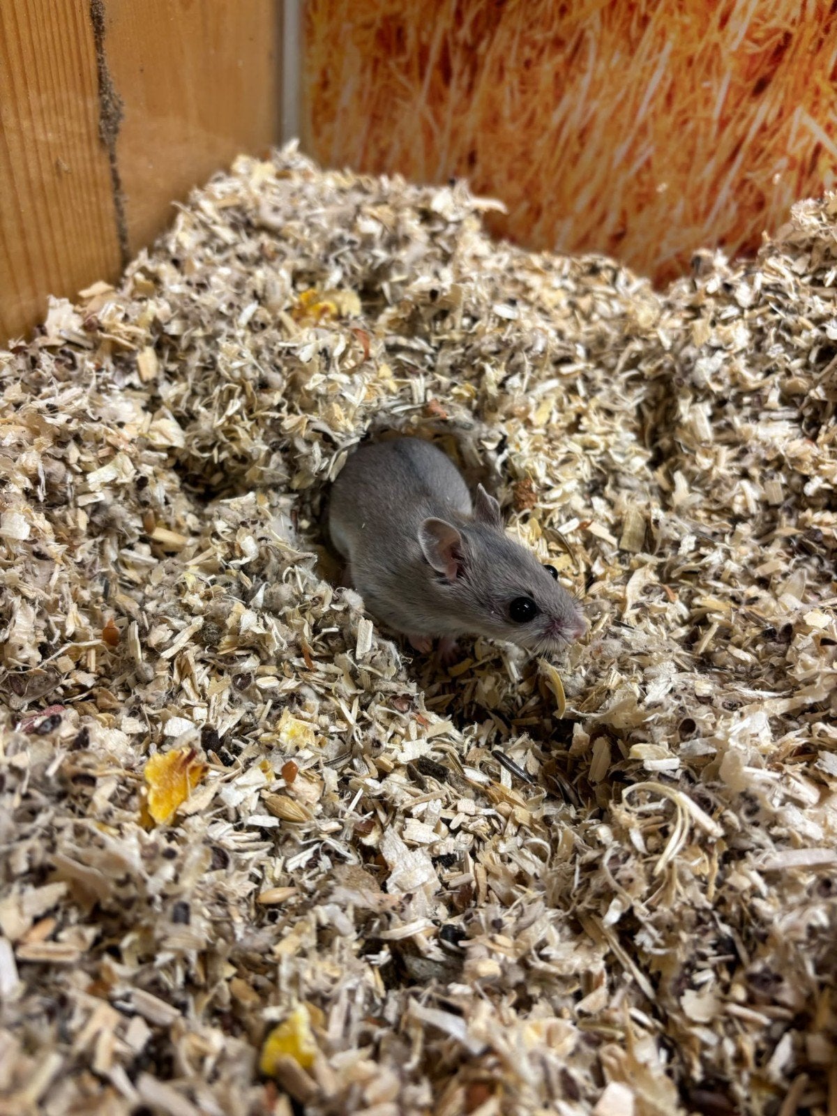 Chinezen dwerghamster man, Dieren en Toebehoren, September, Mannelijk, Hamster
