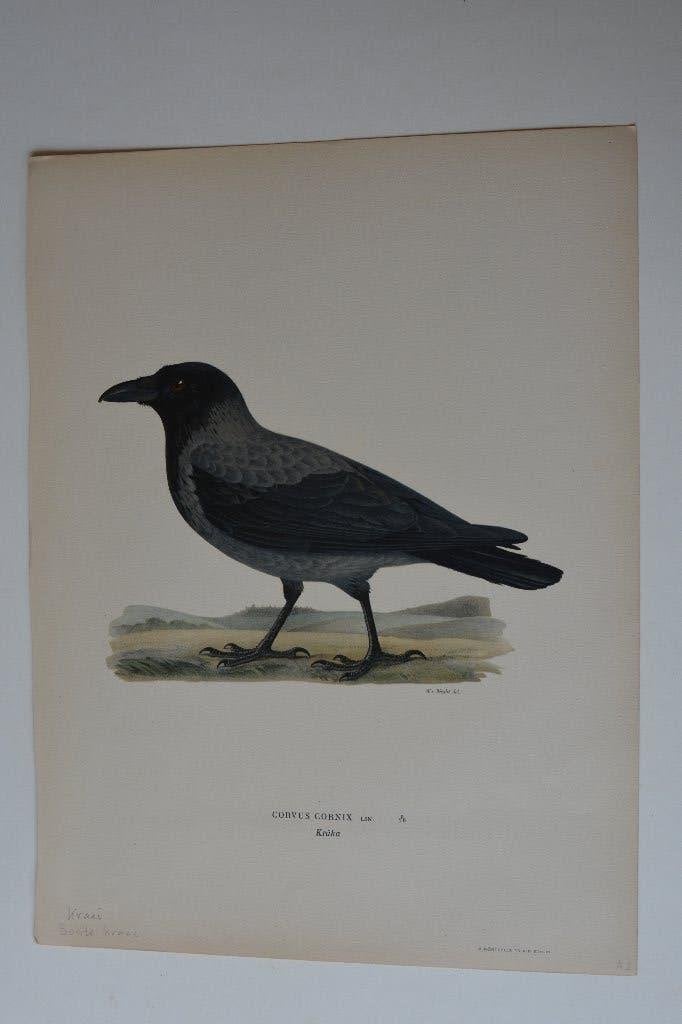 BONTE KRAAI. Originel vogel litho 1929"CORVUS CORNIX" CG8, Antiek en Kunst, Kunst | Etsen en Gravures, Origineel, Ophalen of Verzenden
