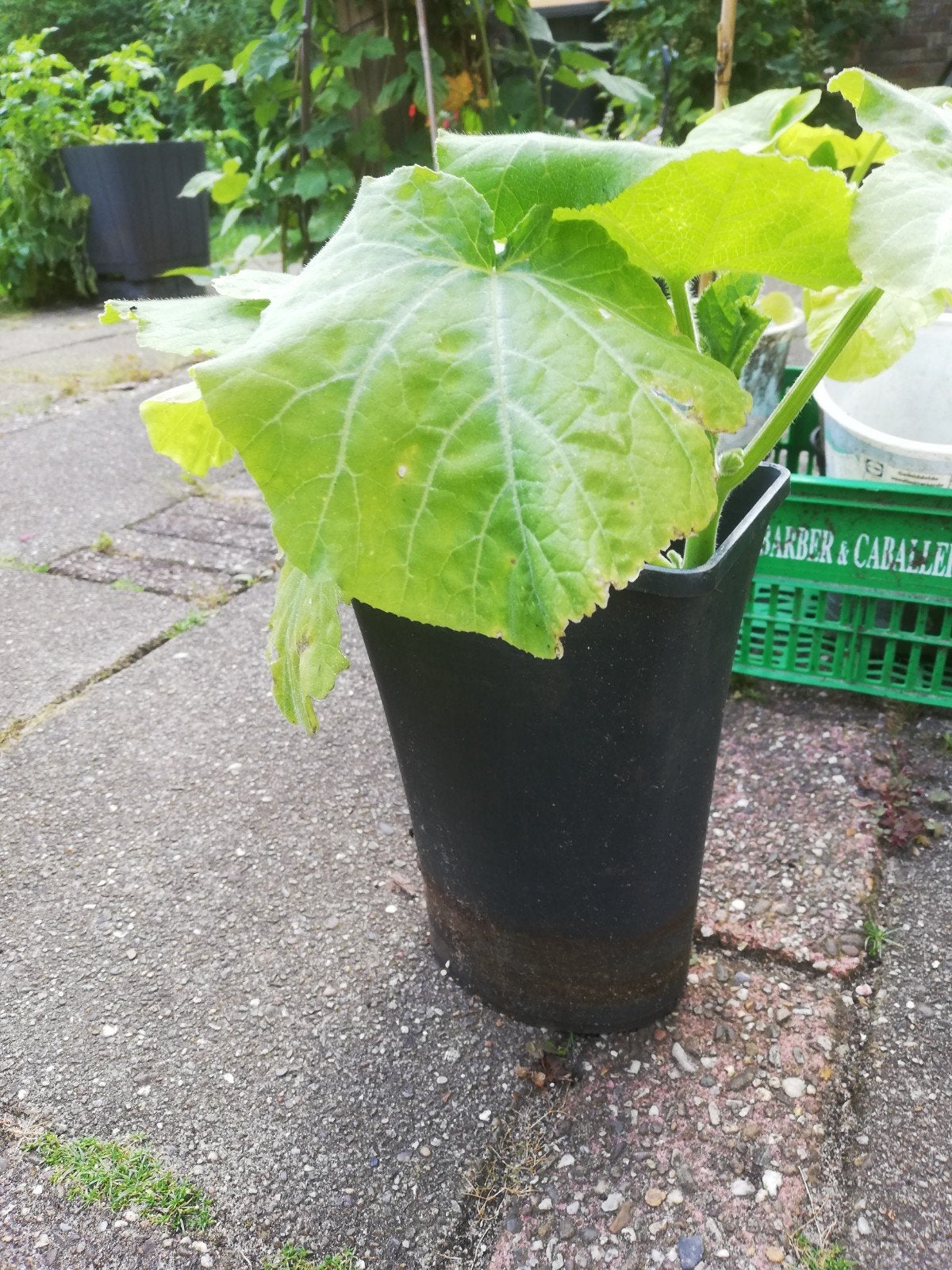Valenciano pompoenplanten, Tuin en Terras, Planten | Tuinplanten, Ophalen, Volle zon, Groenteplanten, Eenjarig