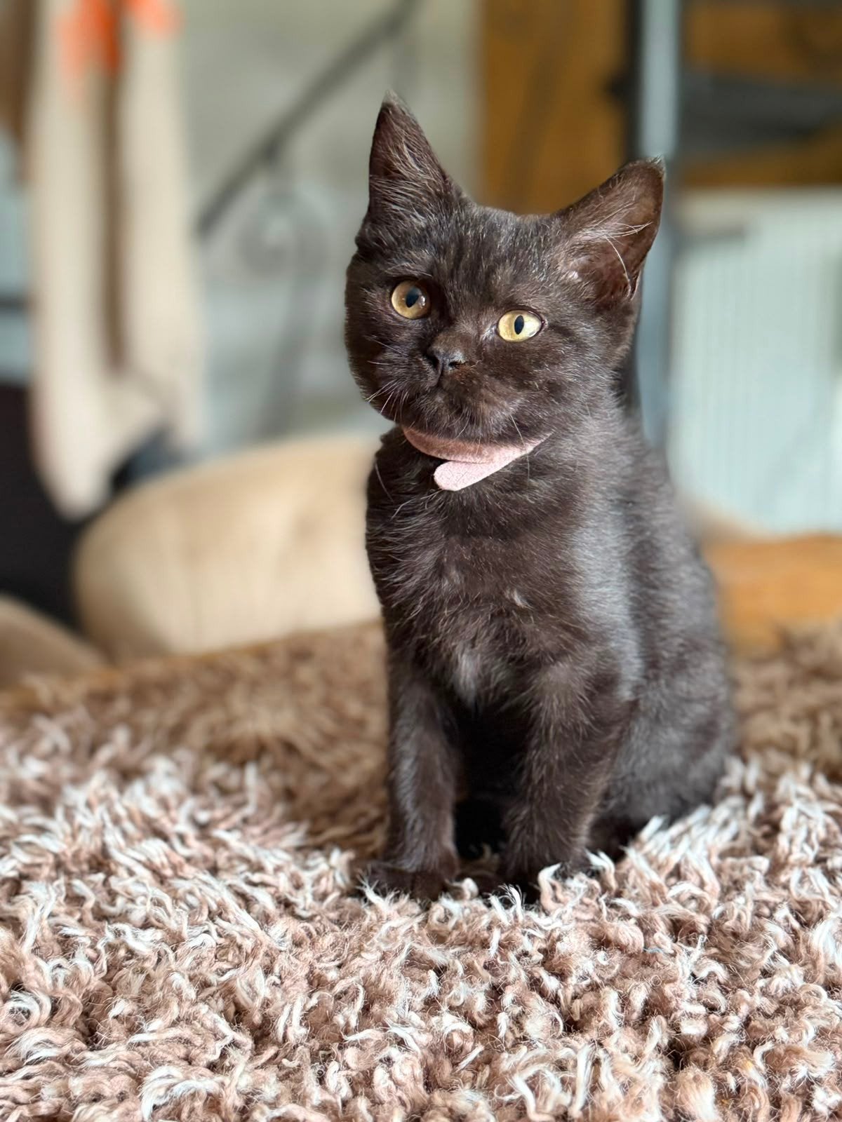 Britse Korthaar poesje met stamboom, mag verhuizen ️, Dieren en Toebehoren, Katten en Kittens | Raskatten | Korthaar, Poes, Met stamboom