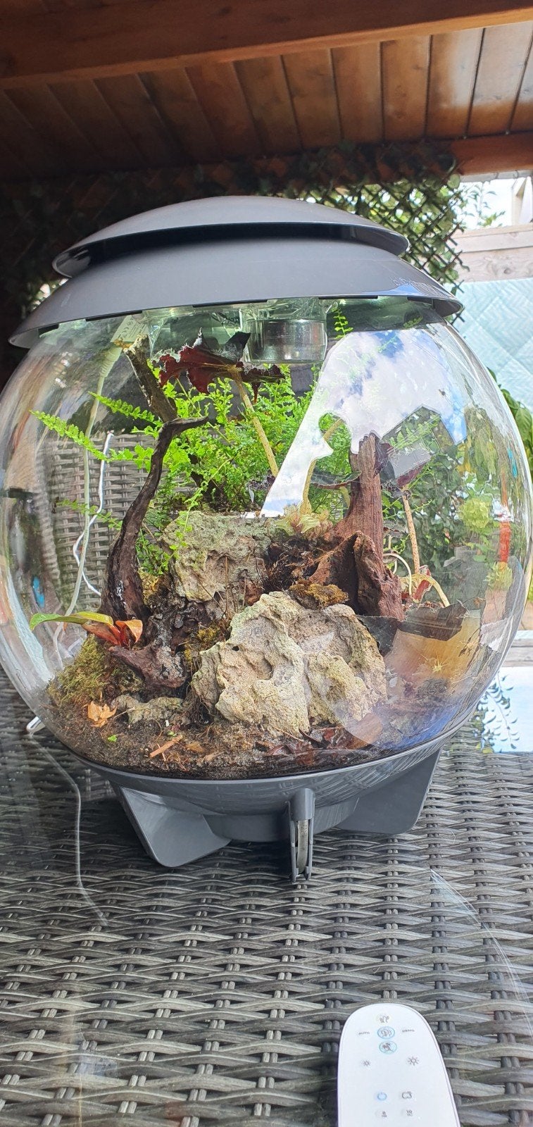 Biorb met plantjes, nevel en licht!, Ophalen, Gebruikt, Plant(en), Steen of Hout