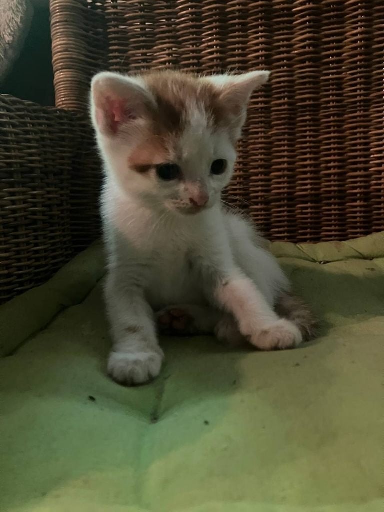 boerderij kittens rood/wit/lapjes, Meerdere dieren, Kortharig