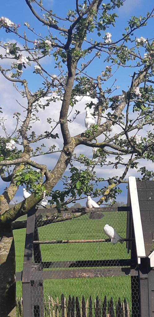 3 mooie jonge witte pauwstaarten, Meerdere dieren, Overige soorten