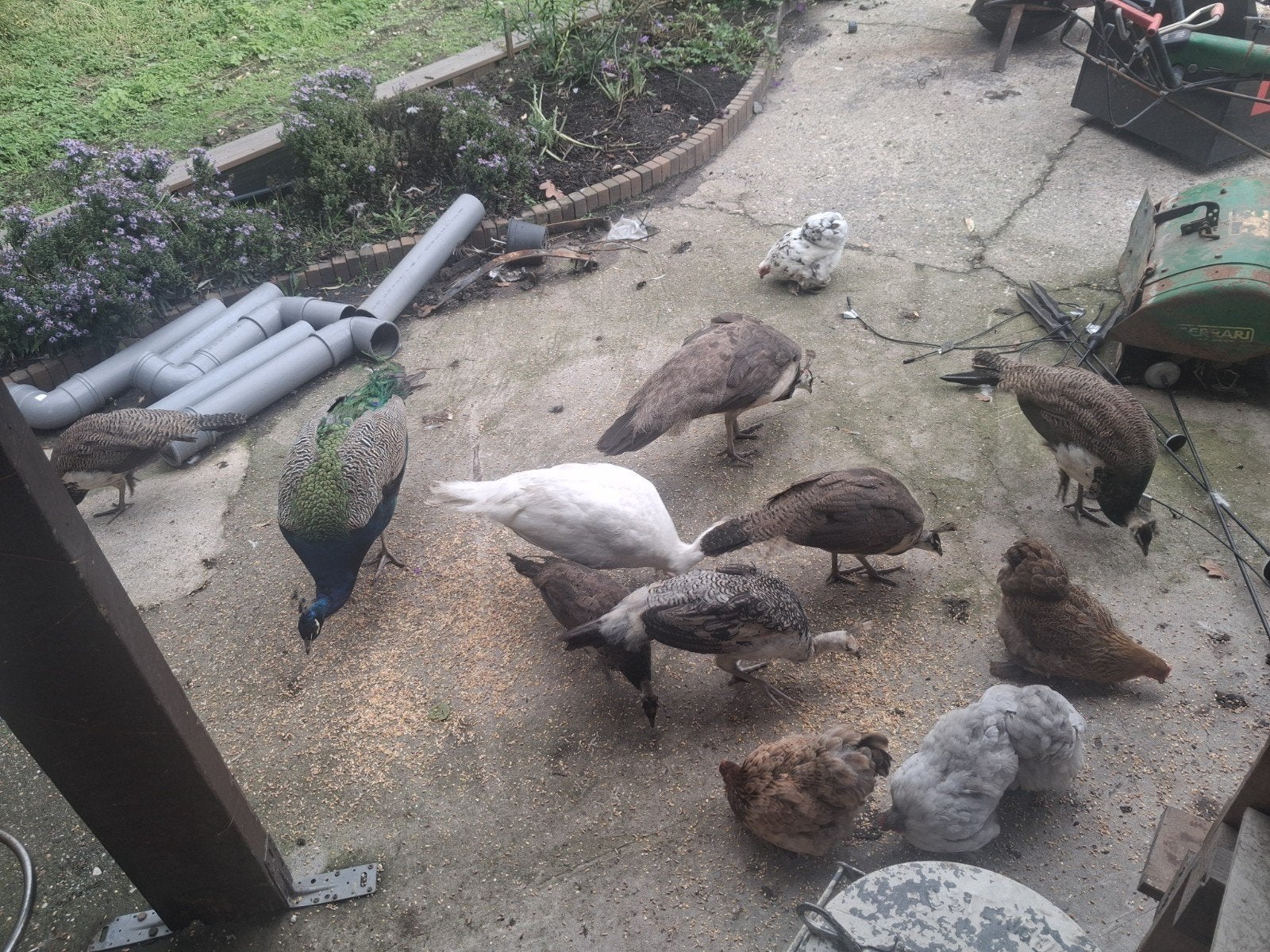 jonge pauwen, Dieren en Toebehoren, Meerdere dieren, Overige soorten