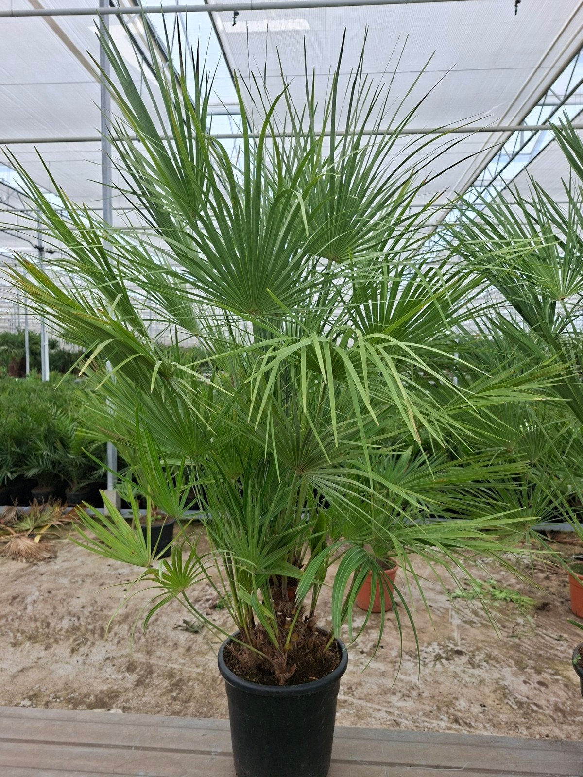 Chamaerops Humulis pot30 - Winterhard-15, Ophalen, Gehele jaar, Volle zon