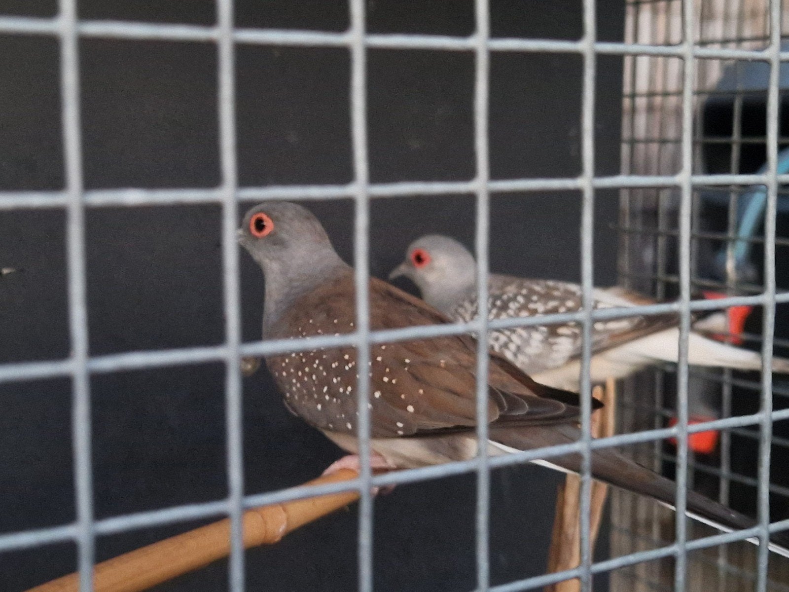 Koppel diamantduifjes, Dieren en Toebehoren, Meerdere dieren