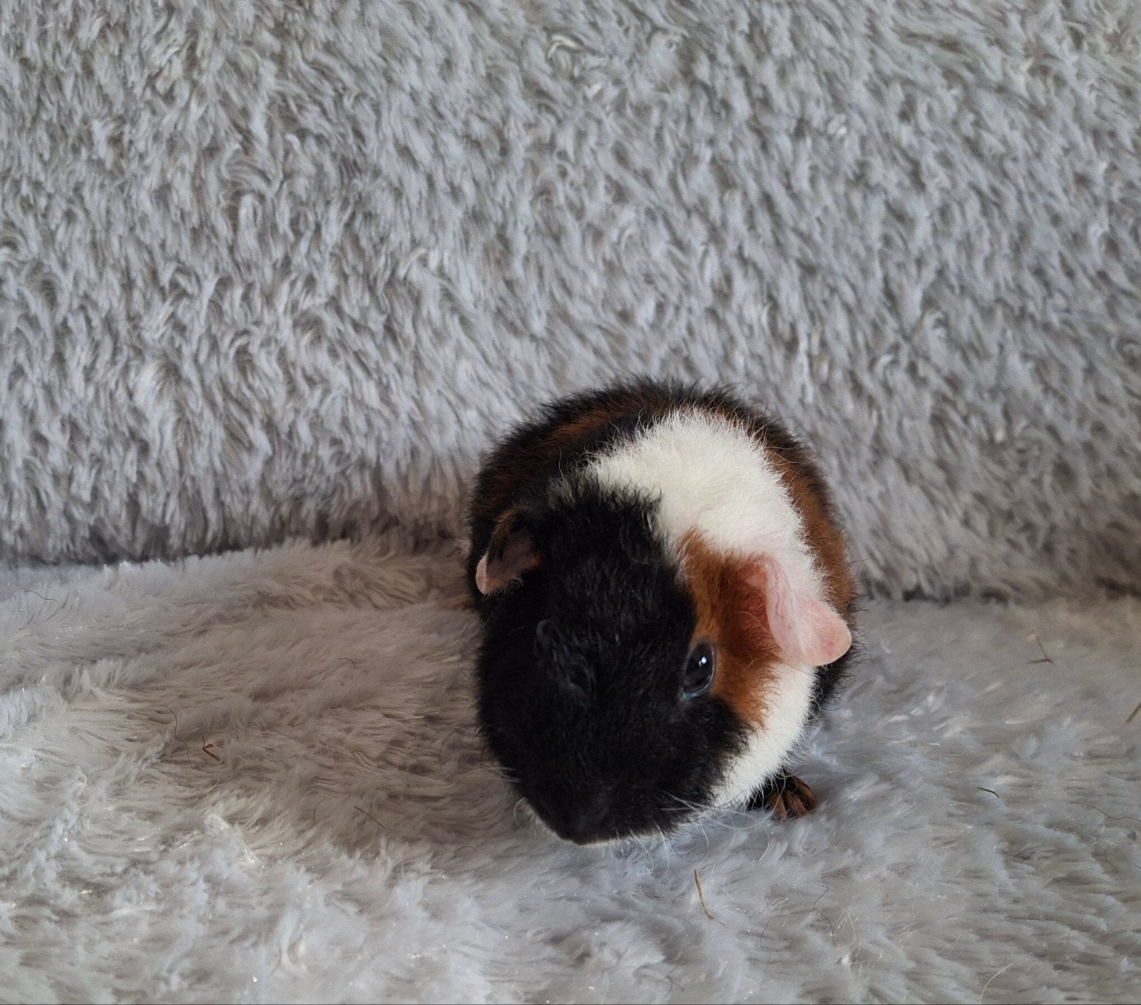 US Teddy beertje, Cavia, Mannelijk, Tam, September