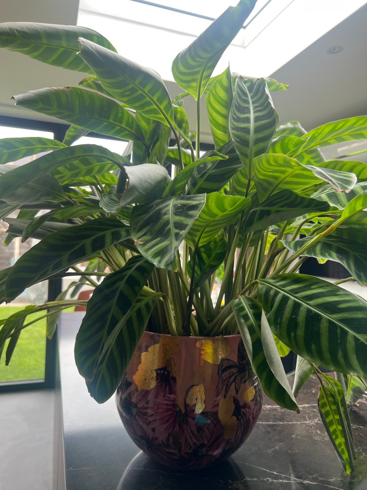 Calathea Zebrina - Grote kamerplant, 100 tot 150 cm, Overige soorten, Groene kamerplant, Halfschaduw
