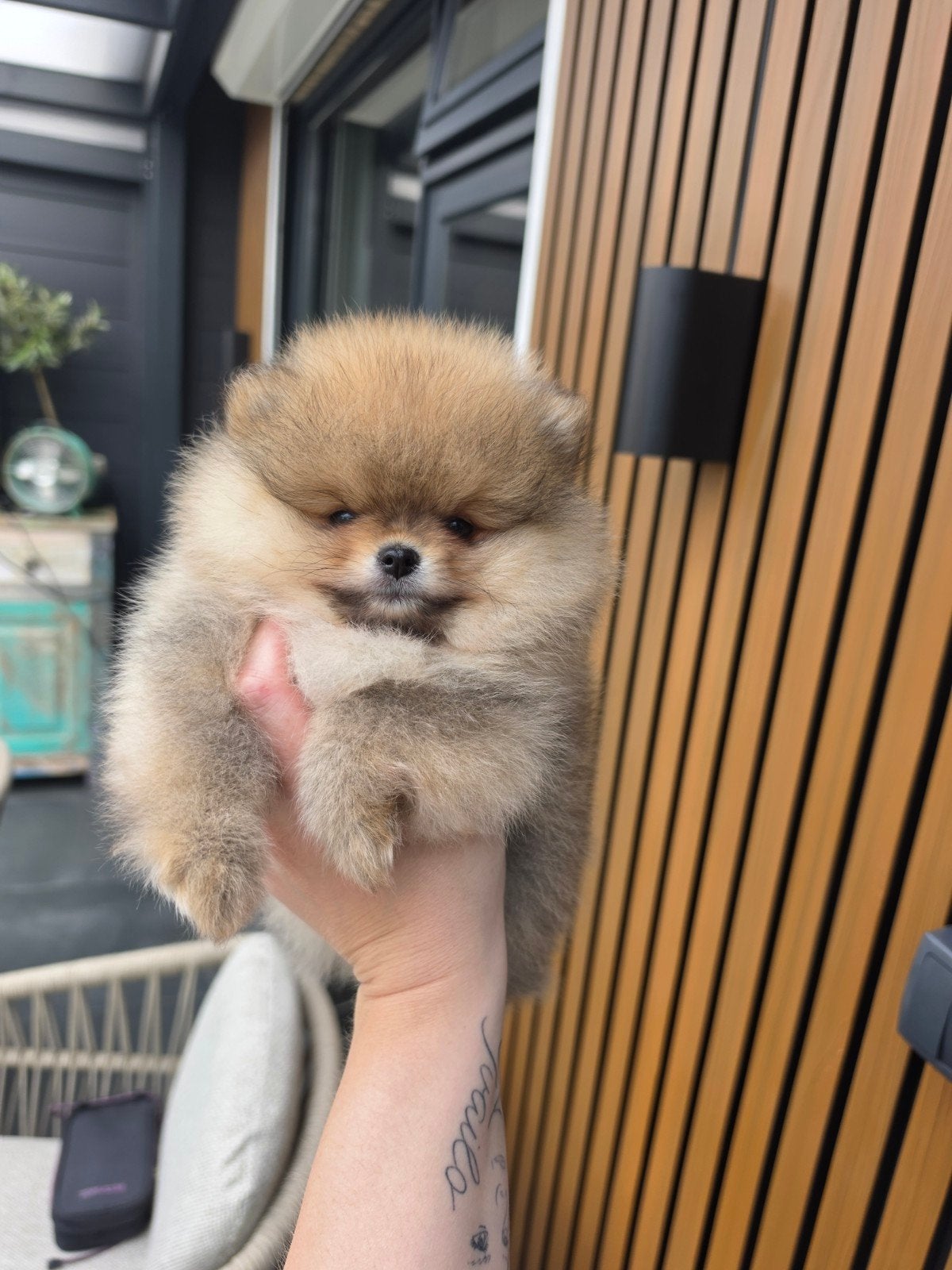 Pomeranian pomeriaan dwergkees pup, Dieren en Toebehoren, Honden | Poolhonden, Keeshonden en Oertypen, Parvo, Keeshond, Reu, 8 tot 15 weken