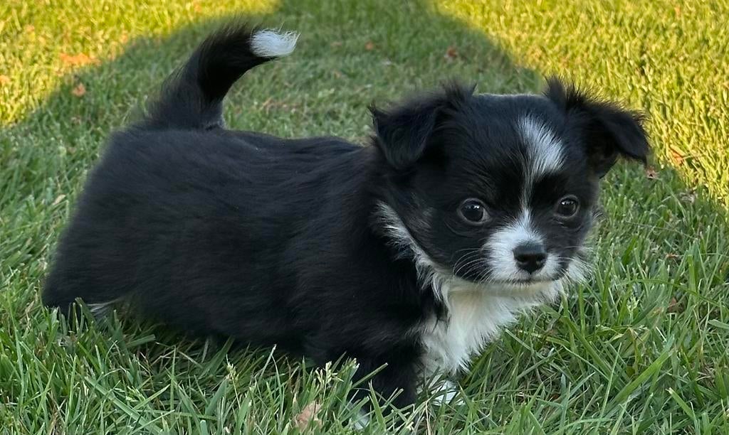 Nog 1 Prachtig langhaar Chihuahua reutje beschikbaar !, Parvo, 8 tot 15 weken, Meerdere, Meerdere dieren