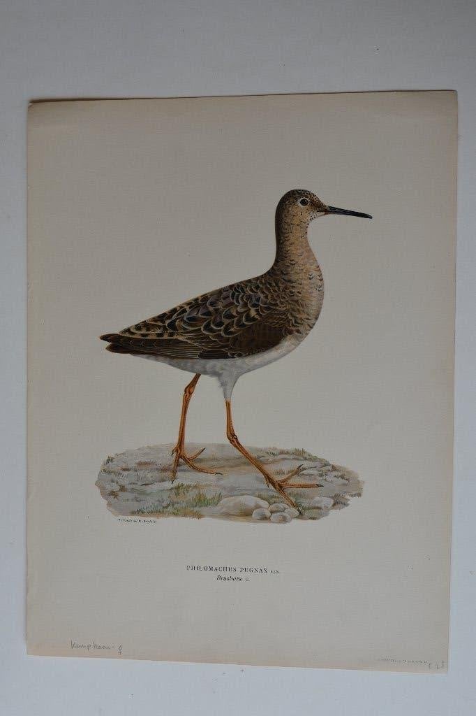 KEMPHAAN ORIGINELE VOGEL LITHO "PHILOMACHUS PUGNAX" VG6, Antiek en Kunst, Kunst | Etsen en Gravures, Origineel, Ophalen of Verzenden