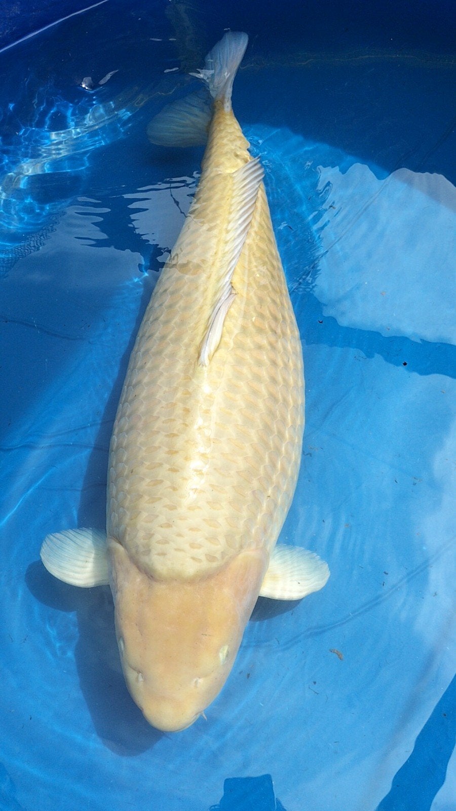 Chagoi female 90 cm, Karper of Koi