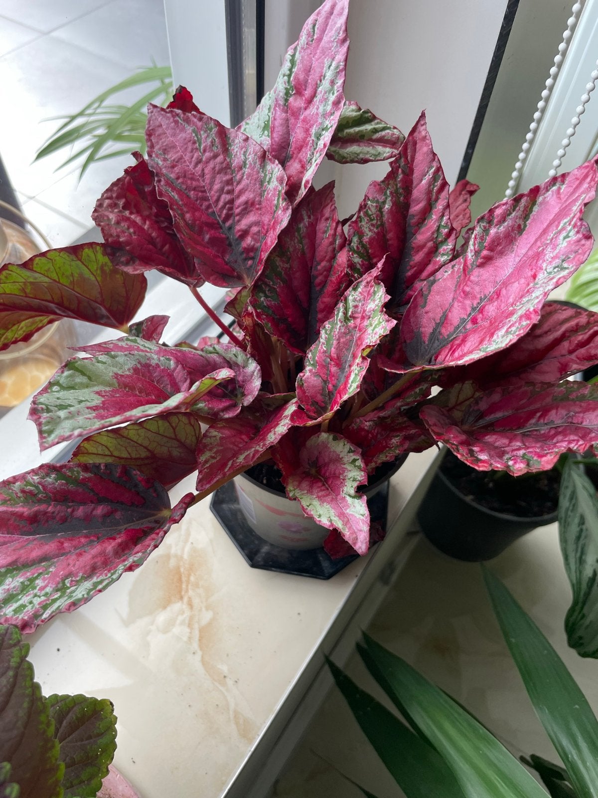 Prachtige Begonia Rex - Levendige kleuren voor uw huis, Vaste plant, Bloeit niet, Halfschaduw, Ophalen