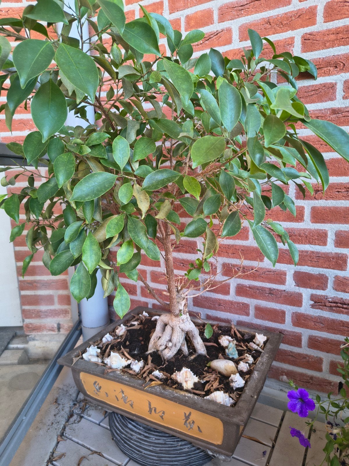 grote Bonsai, Tuin en Terras, Planten | Bomen, Bloeit niet, Halfschaduw, Overige soorten, Minder dan 100 cm