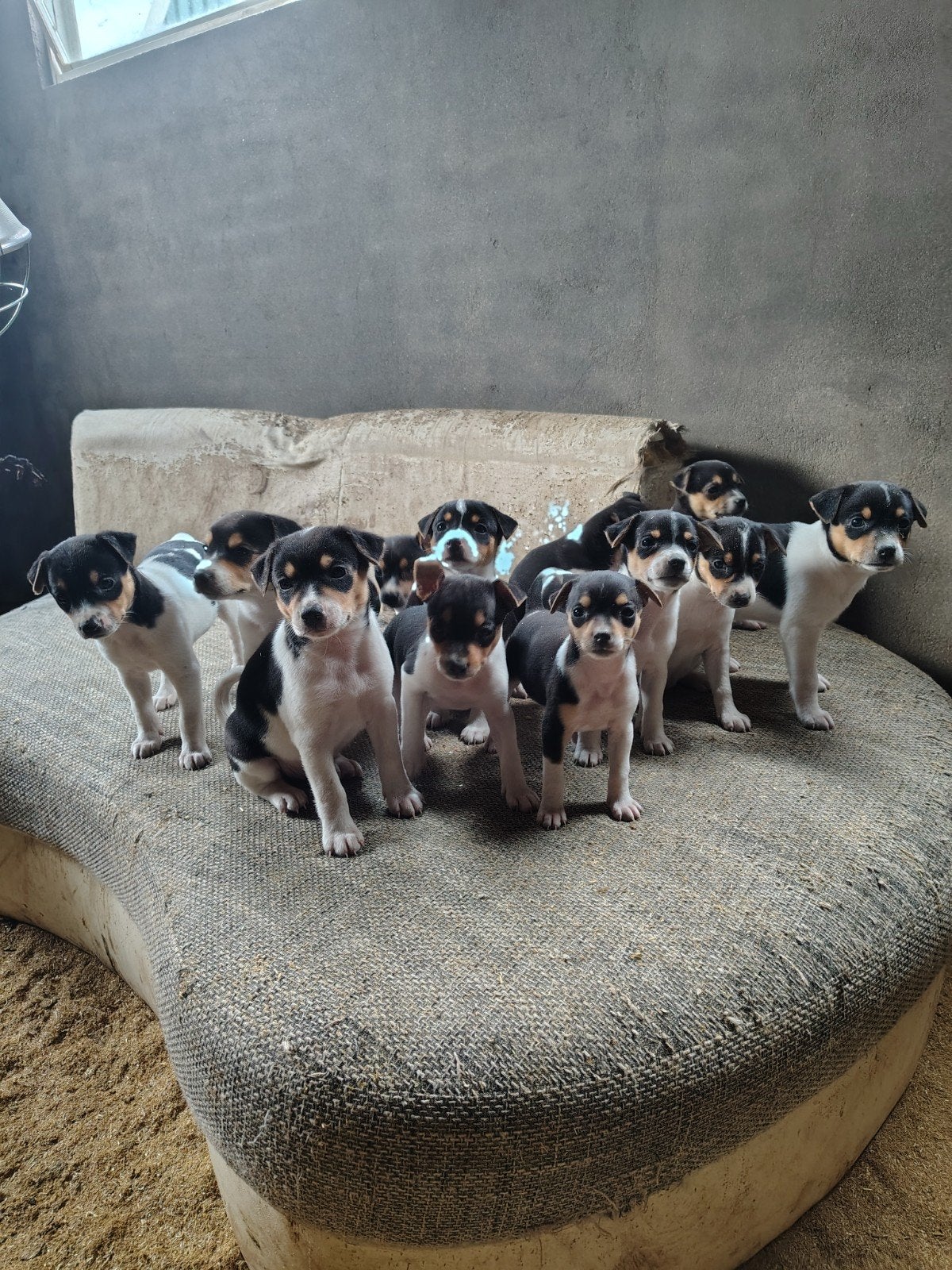Boerenfox puppies pups, Overige rassen, 8 tot 15 weken, Parvo, Meerdere