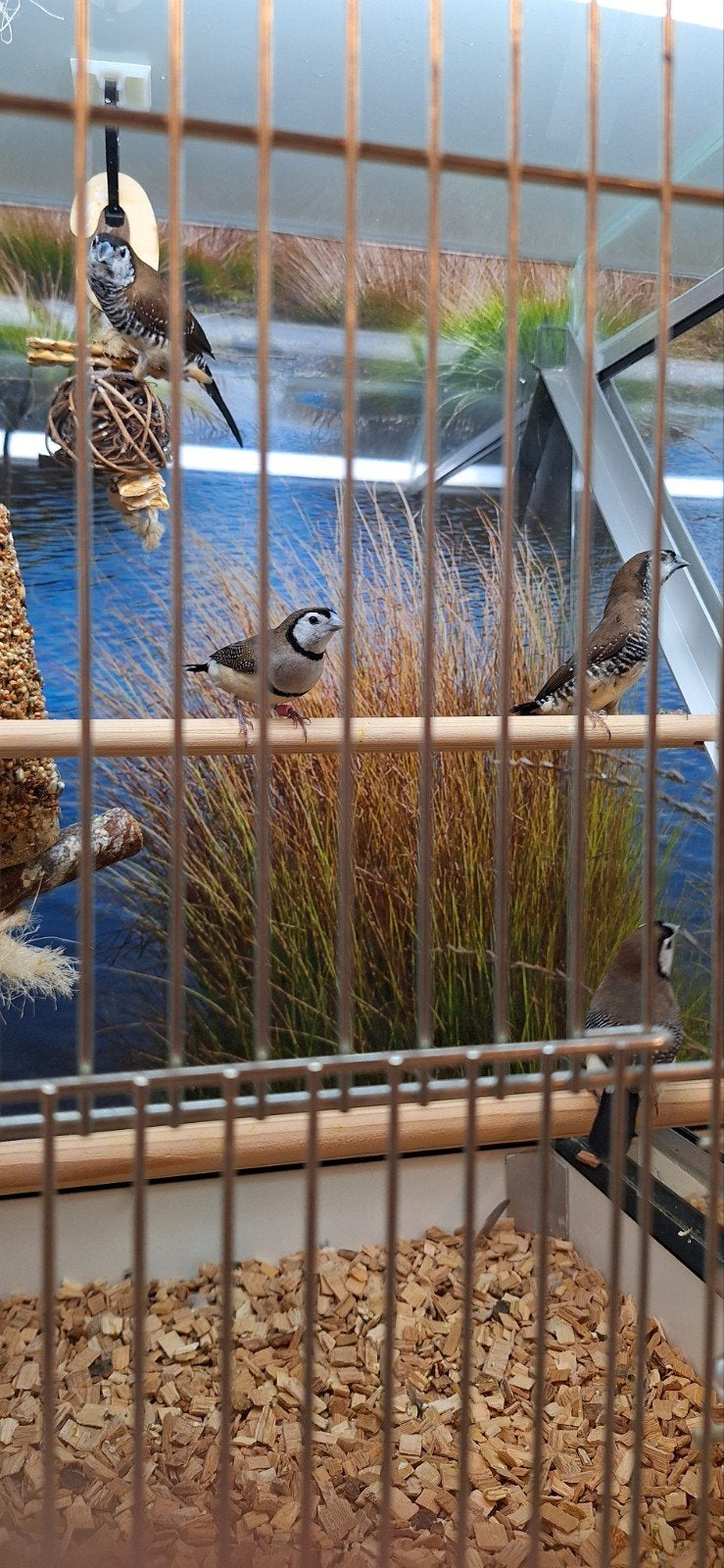 Bichenow Astrilde(koppels), Dieren en Toebehoren, Vogels | Overige Vogels, Meerdere dieren, Tropenvogel