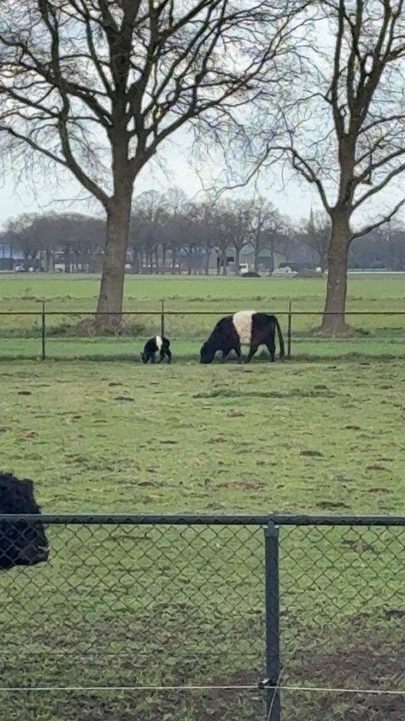 Te koop Belted galloway koe, Vrouwelijk, 3 tot 6 jaar