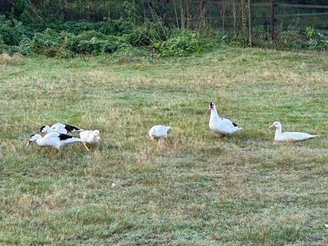 kaapse /muskus eenden, Dieren en Toebehoren, Meerdere dieren, Eend