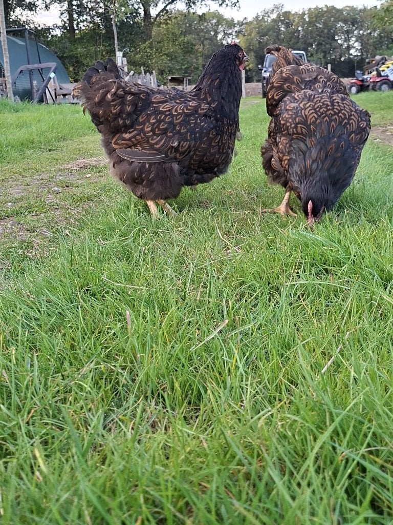 Barnevelder kippen, Dieren en Toebehoren, Vrouwelijk, Kip