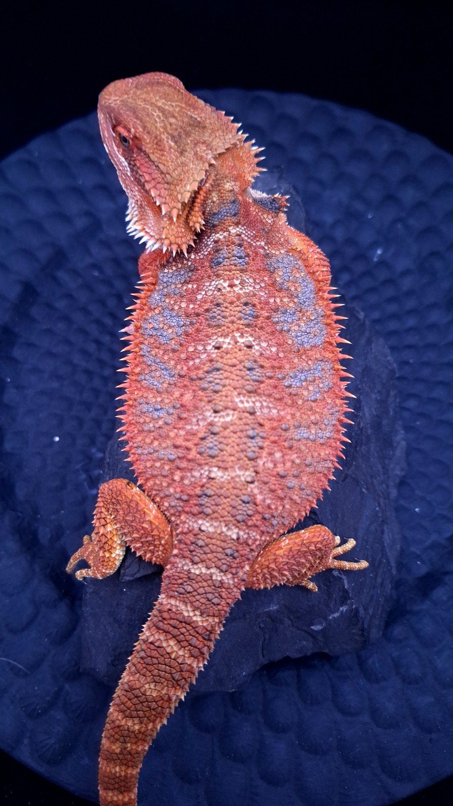 50% Red Monster Extreme Blue Tiger Baardagaam vrouwen Bearded Dragon photo 6