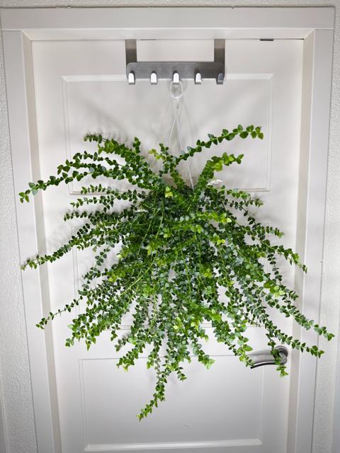 Verse stekken: Hoya chinghungensis, Ophalen, Overige soorten, Halfschaduw, Minder dan 100 cm