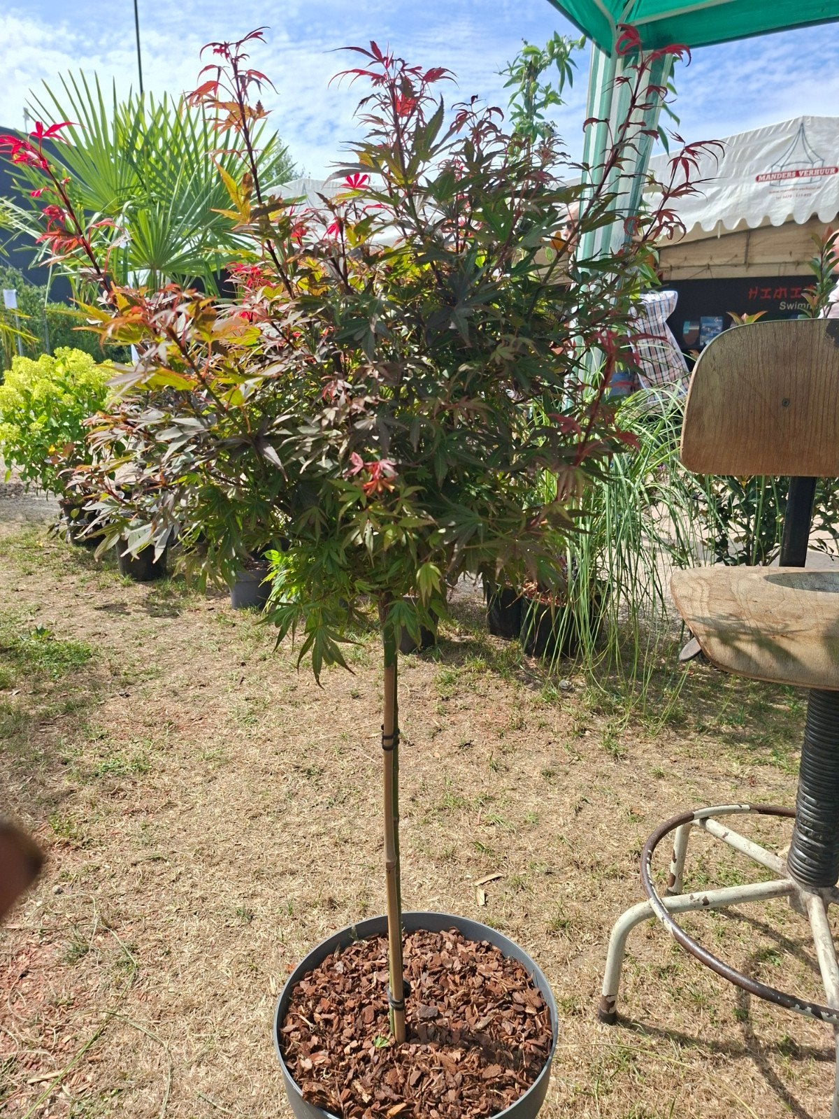 Japanse Esdoorn (Acer Palmatum) - Prachtige Tuinplant, Tuin en Terras, Ophalen