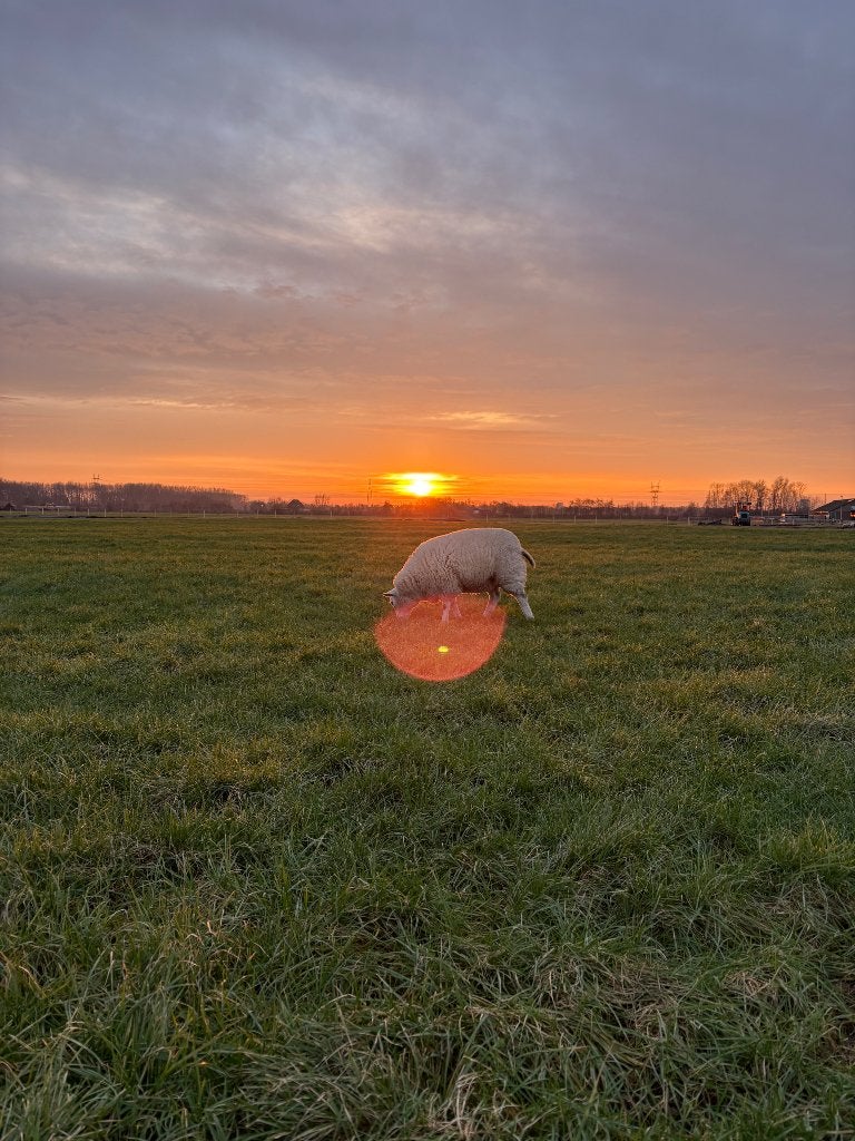 Gezocht: plekje voor 4 handtamme schaapjes, Mannelijk, Schaap