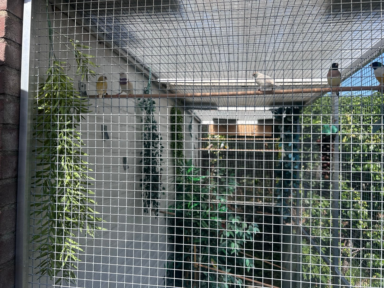 Binnen en buiten volière en 6 kweekkooitjes en ruim 30goulds, Dieren en Toebehoren, Vogels | Hokken en Kooien, Ophalen, Aluminium