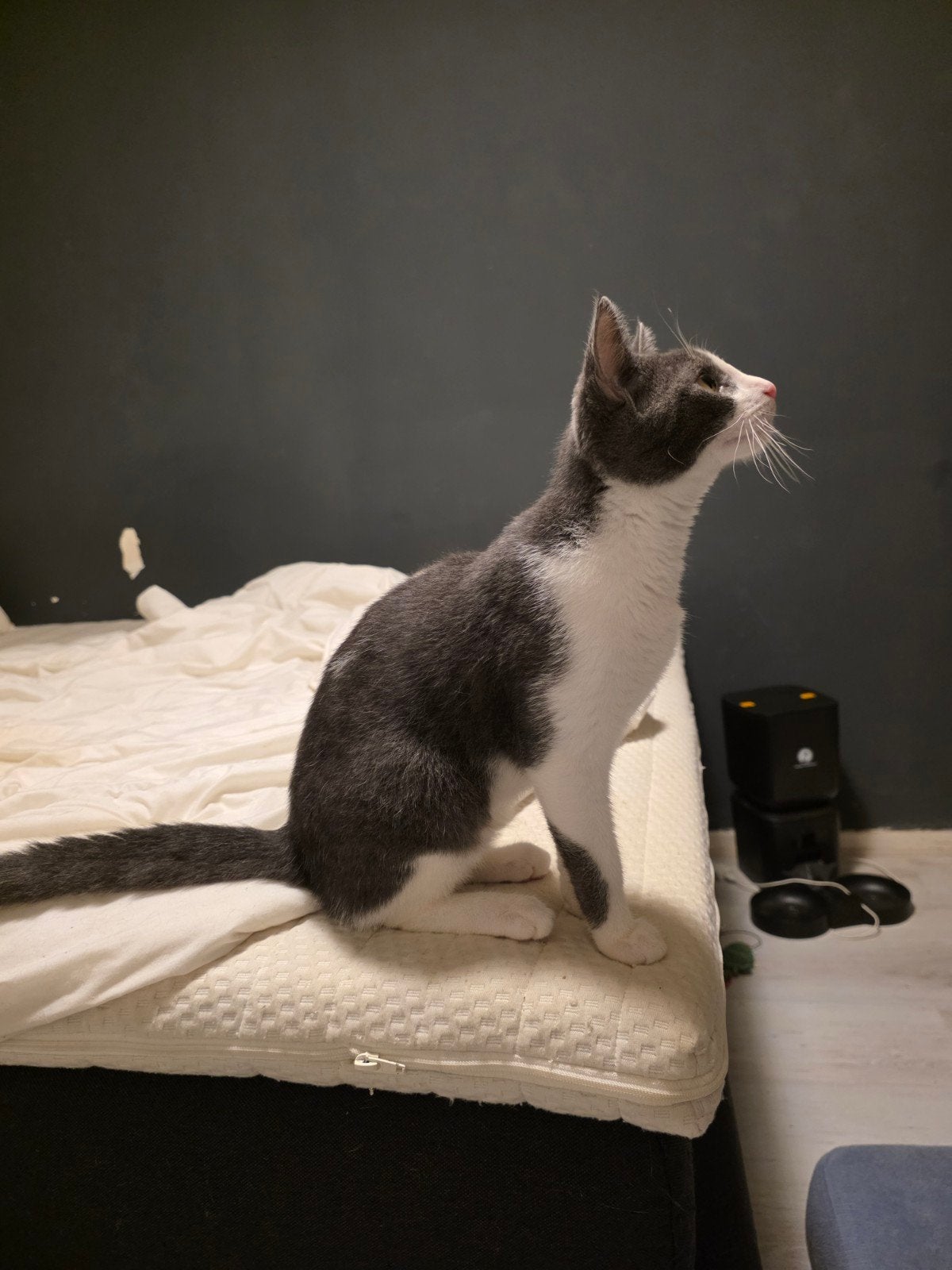 kitten, Dieren en Toebehoren, Kater, Ontwormd, 0 tot 2 jaar