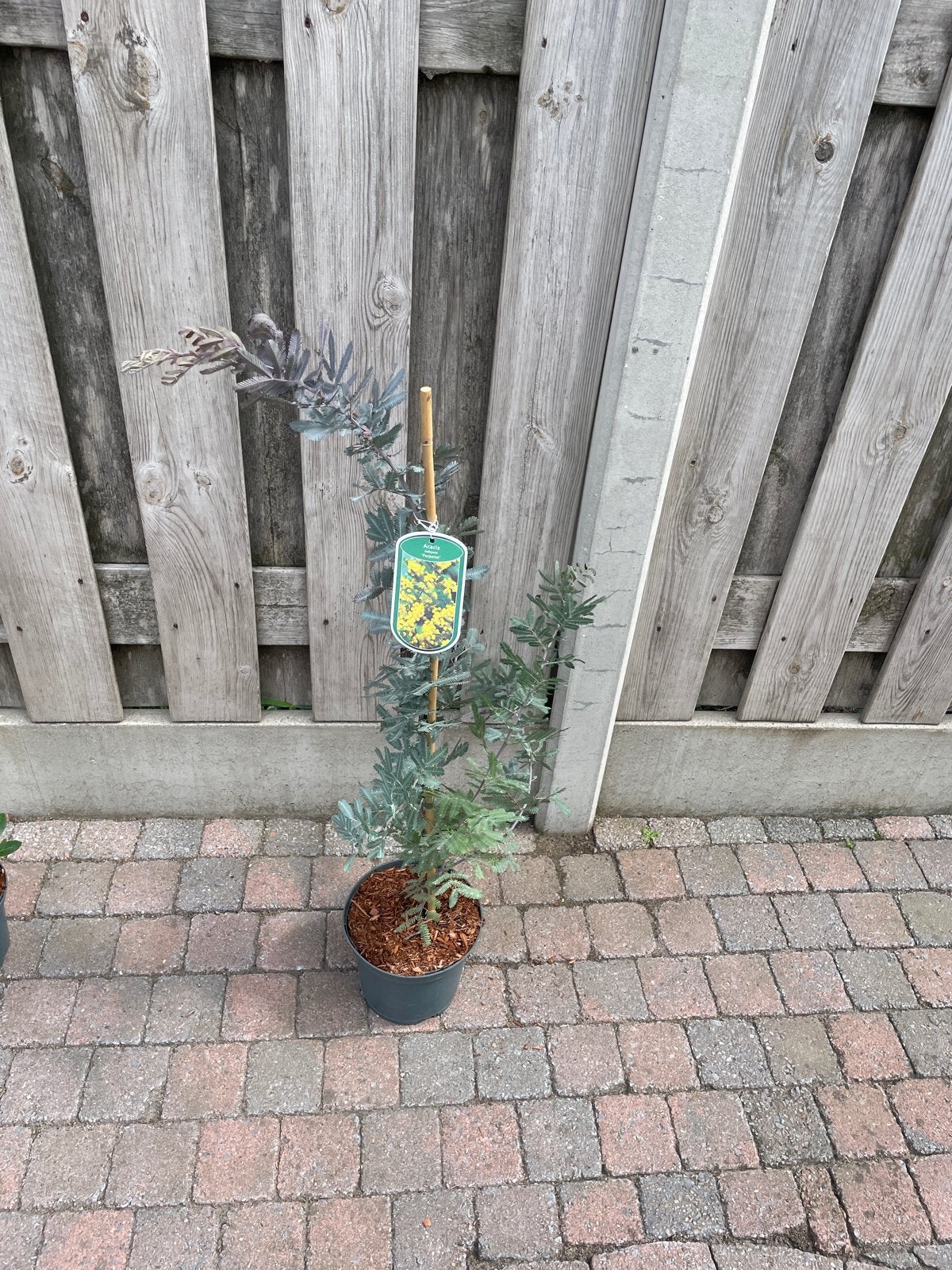 Acacia baileyana 'Purpurea' - Paarse Mimosa, Overige soorten, Volle zon, Vaste plant, Ophalen of Verzenden
