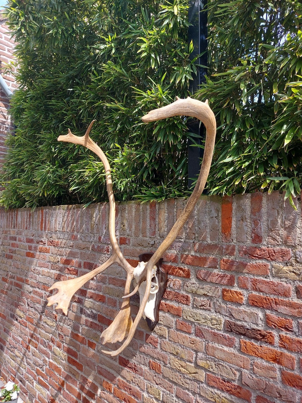 schedel kariboe opgezette rendier taxidermy jacht hert gewei, Verzamelen, Ophalen, Hert, Schedel