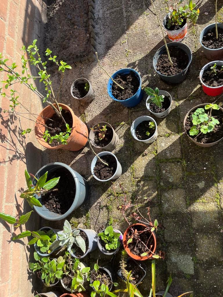 Plantje van alles wat, Volle zon, Vaste plant, Lente, Ophalen