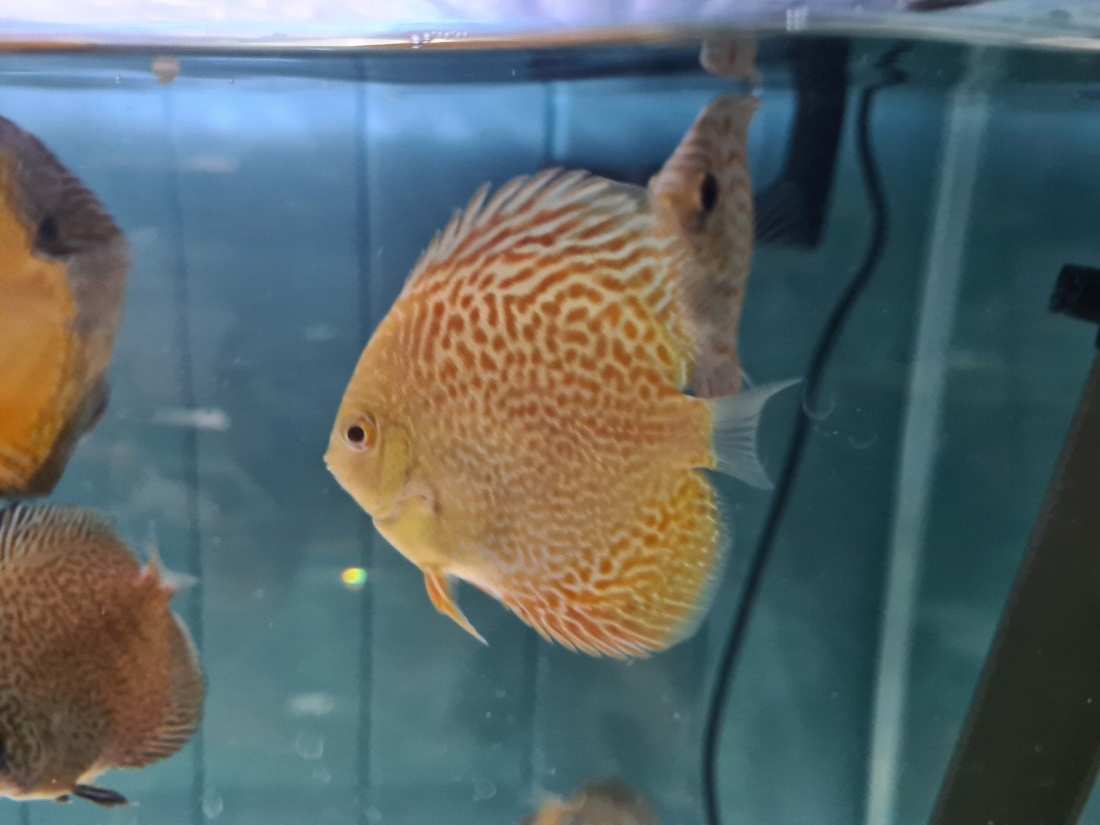 Albino Leopard Discus, Dieren en Toebehoren, Vis, Zoetwatervis
