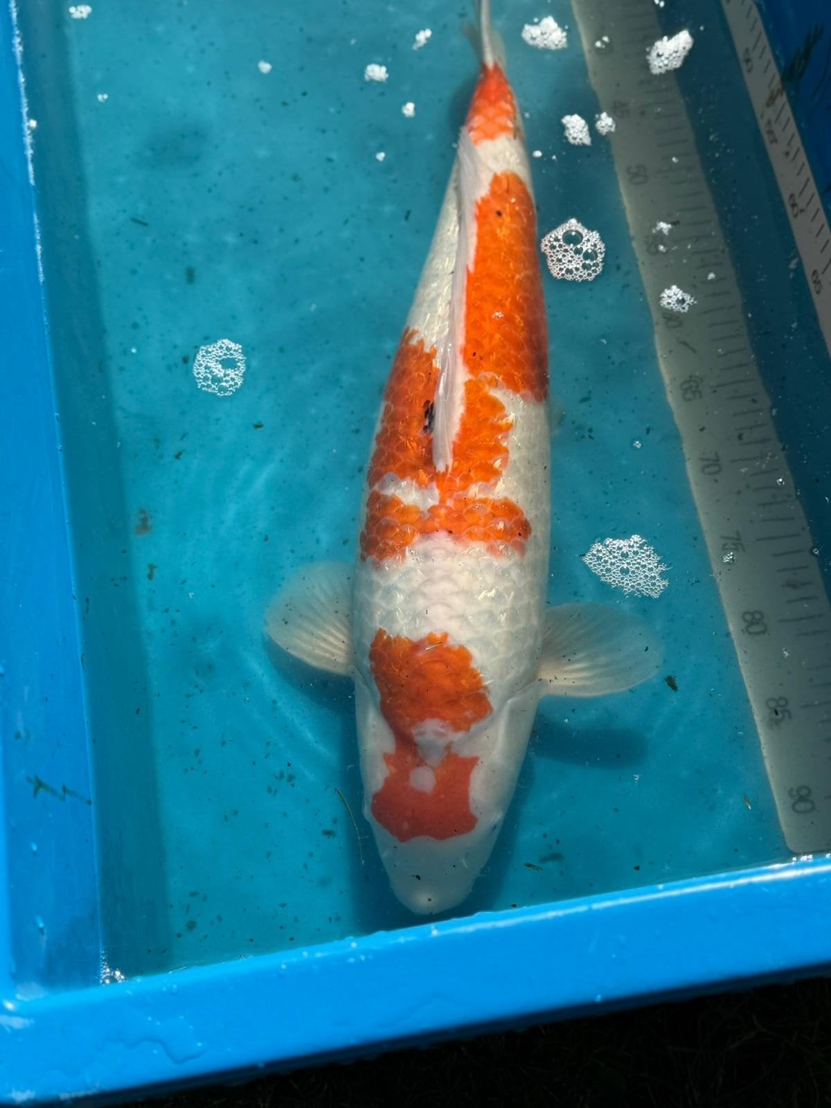 Ginrin kohaku, Karper of Koi