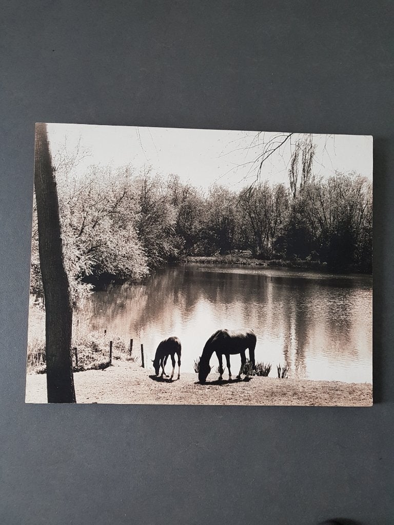 Schilderij paarden, Antiek en Kunst, Ophalen