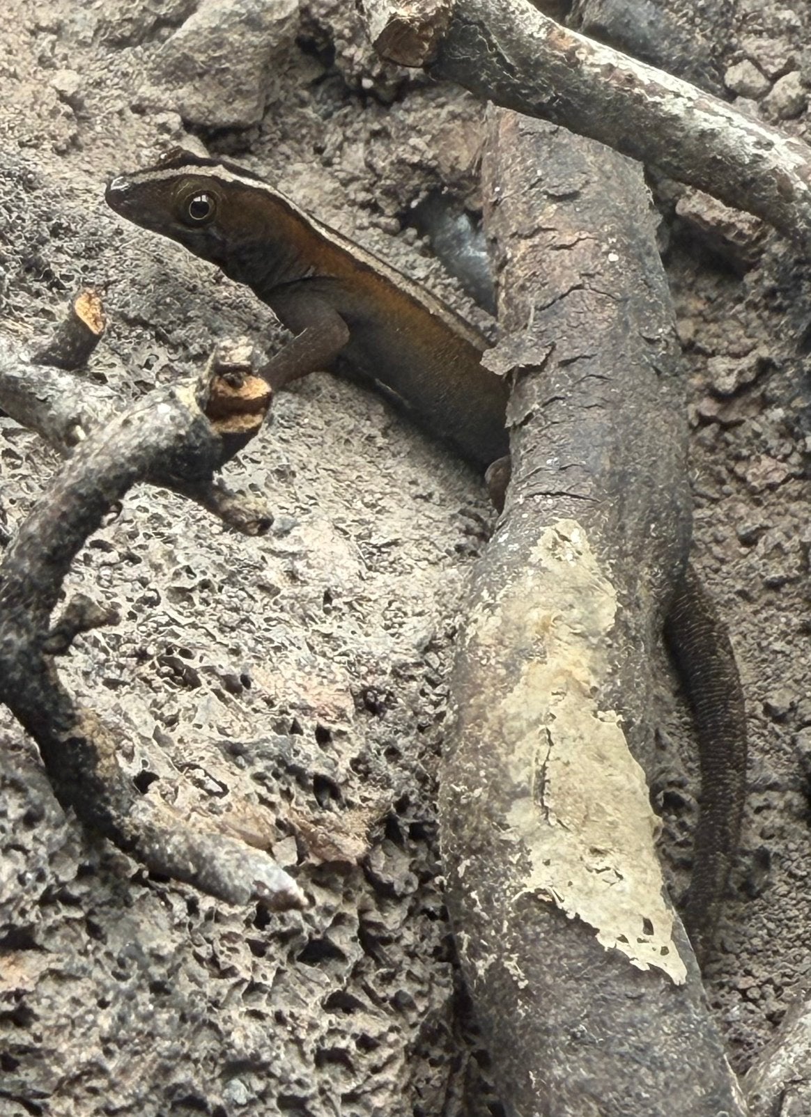 Gonatodes vittatus 1.0.0, Hagedis, 0 tot 2 jaar