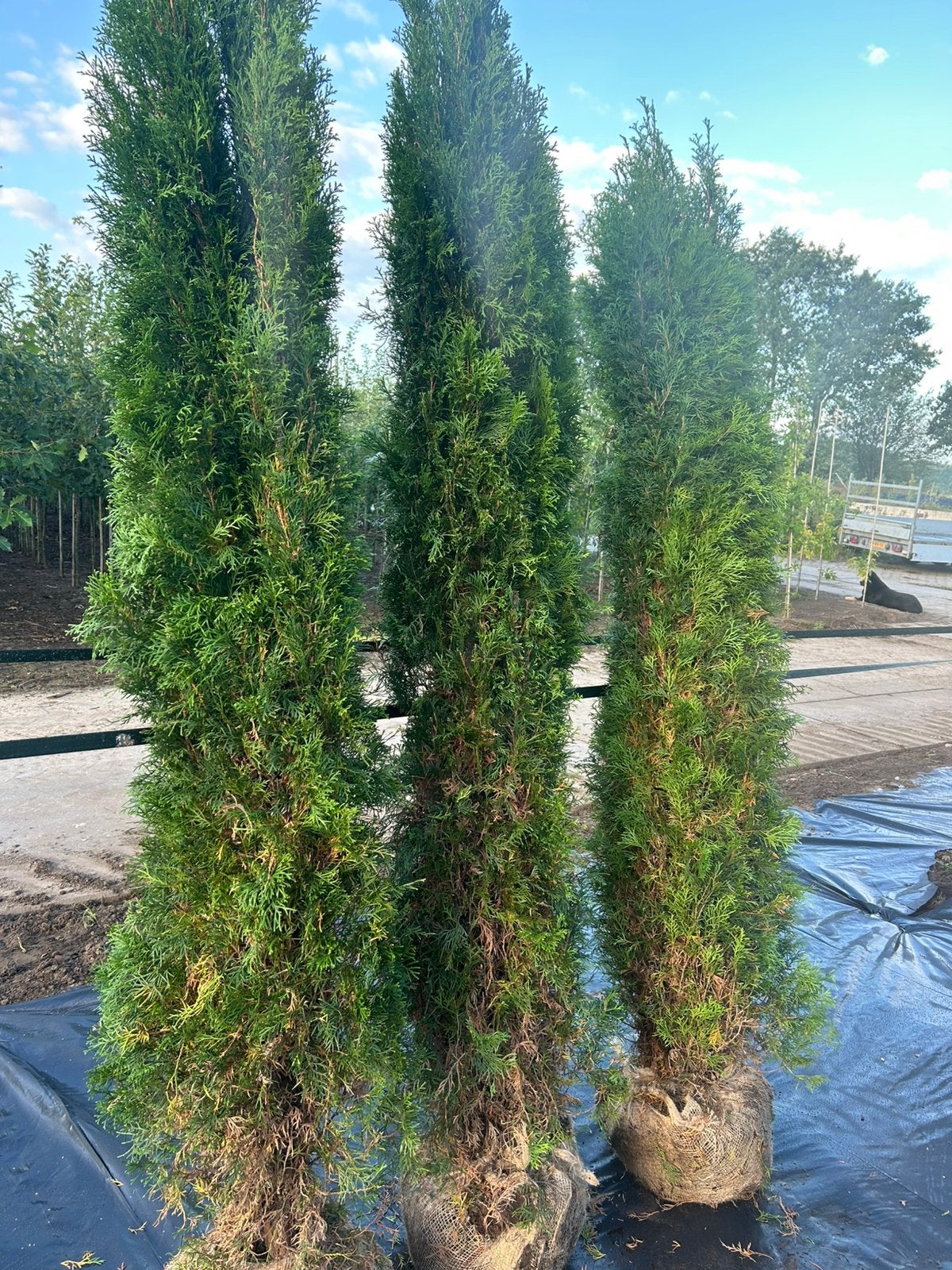 Coniferen Thuja occ. ‘Smaragd’, Ophalen, Bloeit niet, Halfschaduw, Overige soorten