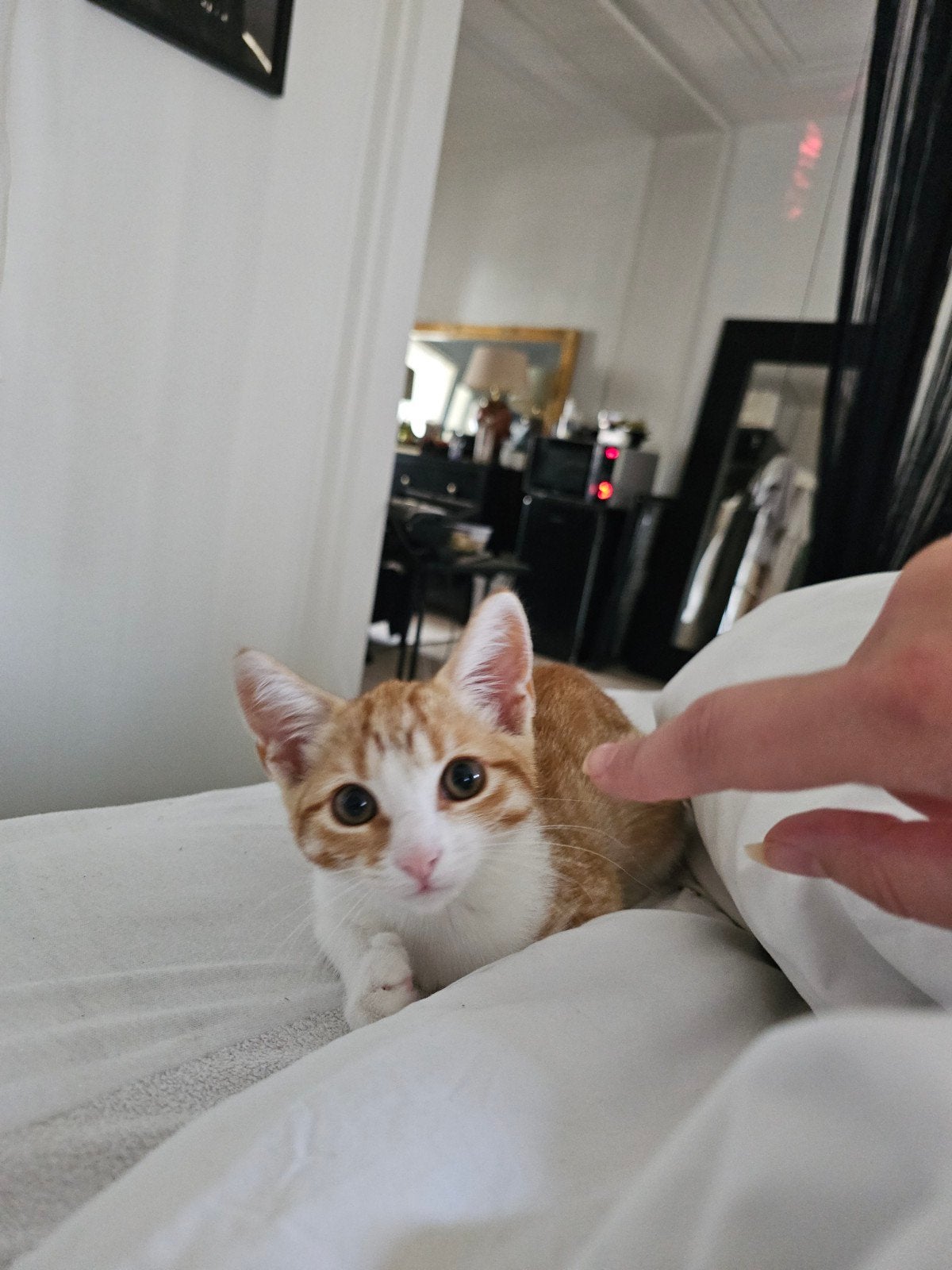 Kitten 4 maanden, Dieren en Toebehoren, Katten en Kittens | Overige Katten