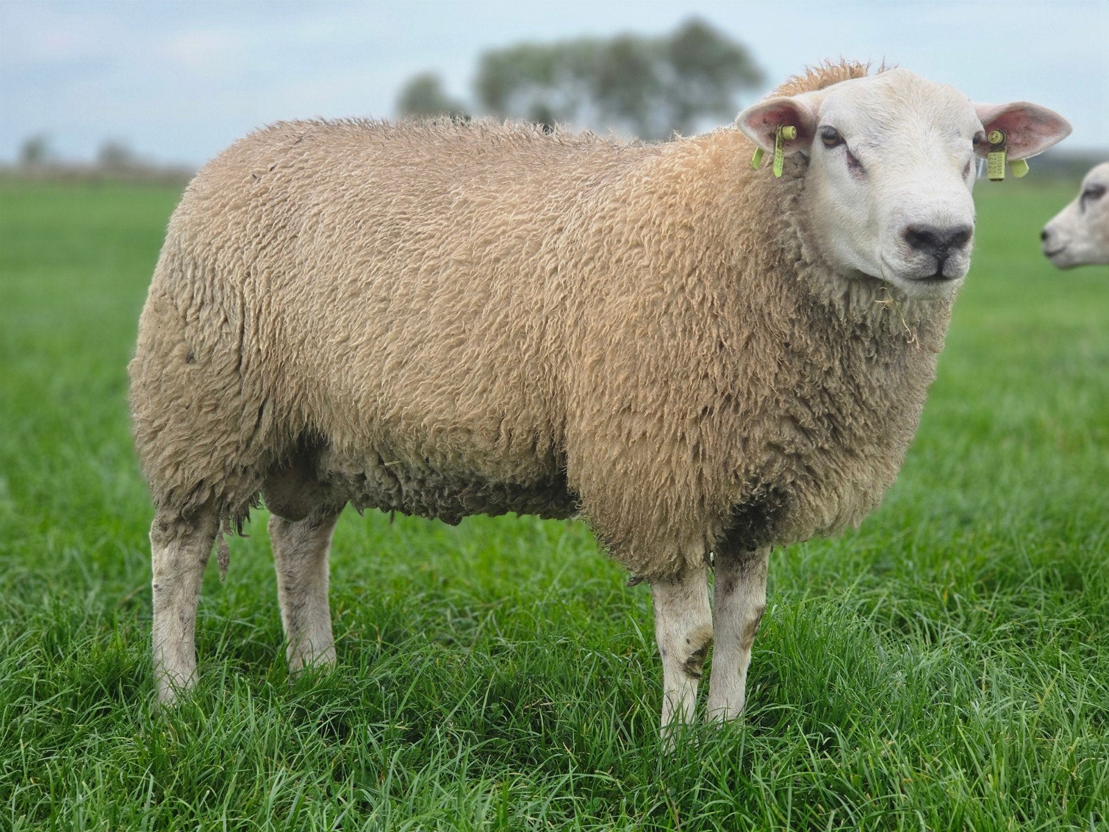 engelse texelaar dekram, Mannelijk, Schaap, 0 tot 2 jaar